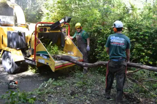 tree services Isle of Hope